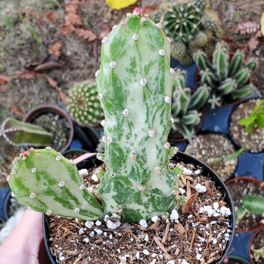 Opuntia monacantha f. monstruosa variegata 'Variegated Joseph's Coat'